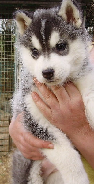 De la vallee de morava - Chiot disponible  - Siberian Husky