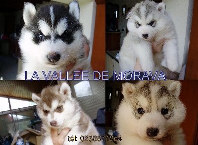 De la vallee de morava - chiots de toutes couleurs disponibles de suite et toute l'année !!