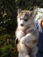 CHIOT
