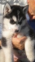 CHIOT