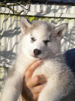 CHIOT