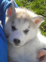 CHIOT
