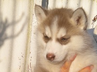 CHIOT