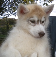 CHIOT